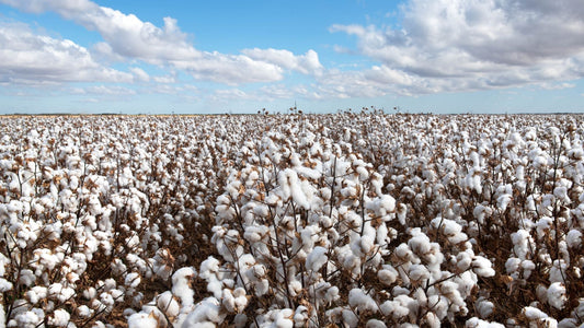 The Climate Crisis Behind What We Wear